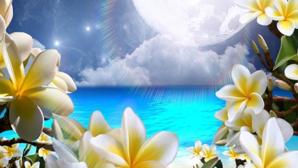 Плюмерия и море