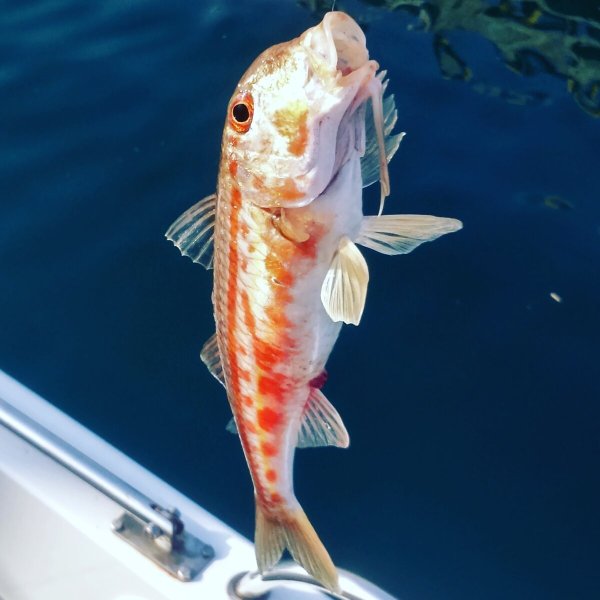 Барабуля султанка