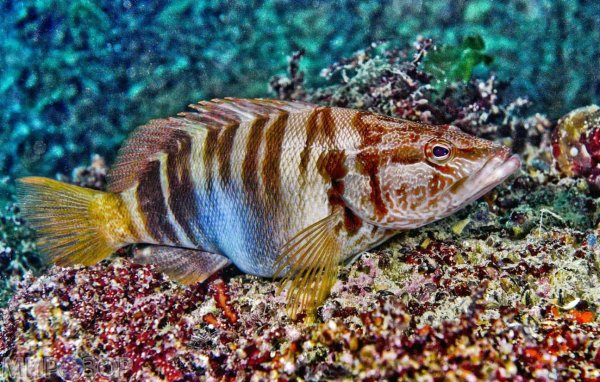 Окунь Берекс