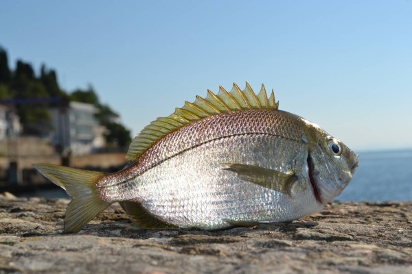 Зеленушка Черноморская