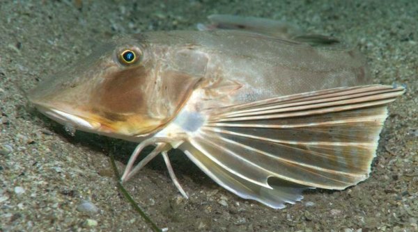 Тригла Черноморская