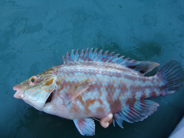 Губан зеленуха Черноморский