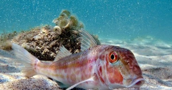 Барабуля морской Черноморский