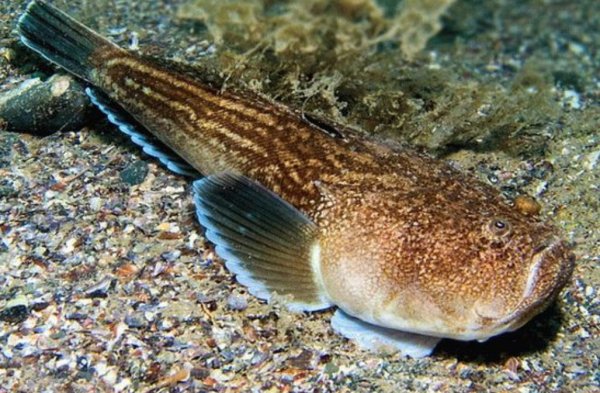 Рыба бычок Звездочет