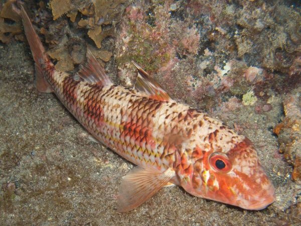 Барабуля султанка