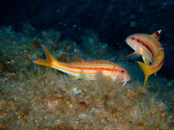 Черноморская рыба султанка