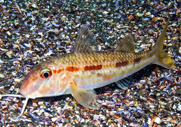 Рыбка султанка Черноморская