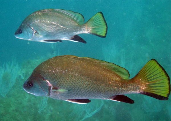 Горбыль рыба черное море