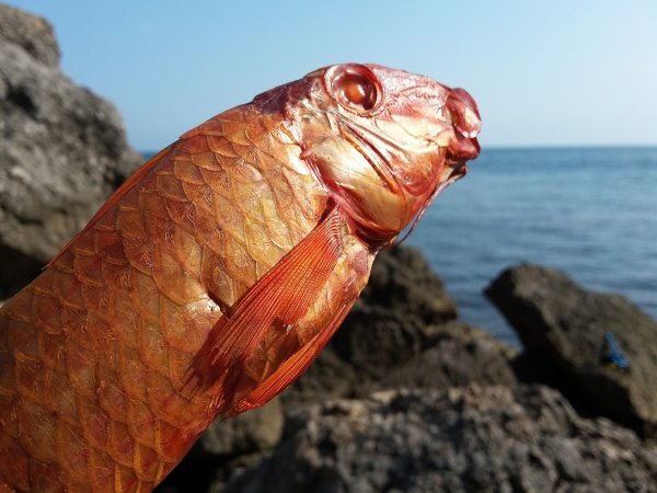 Рыбы черного моря в Крыму
