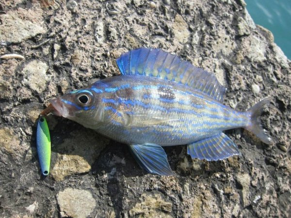 Смарида Черноморская