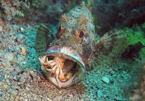 Черноморская скорпена-ёрш