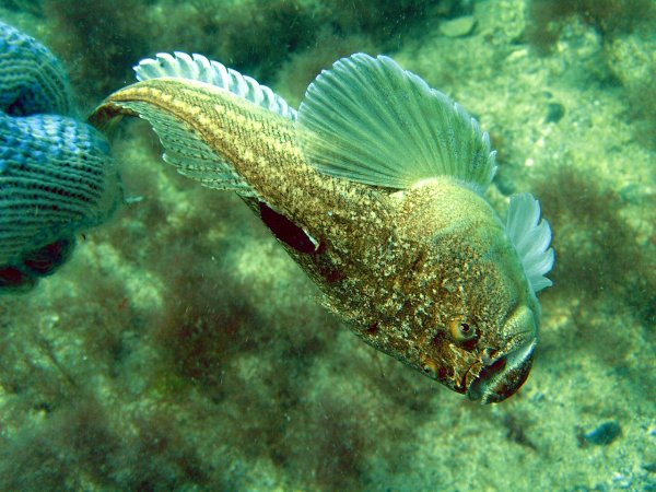 Черноморская рыба Звездочет