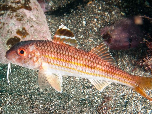 Барабулька Черноморская