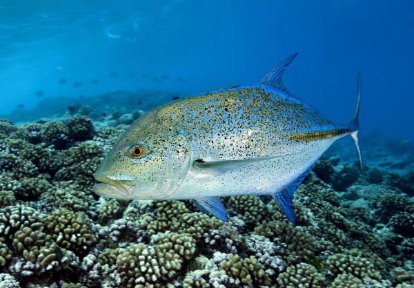 Морская рыба простипома