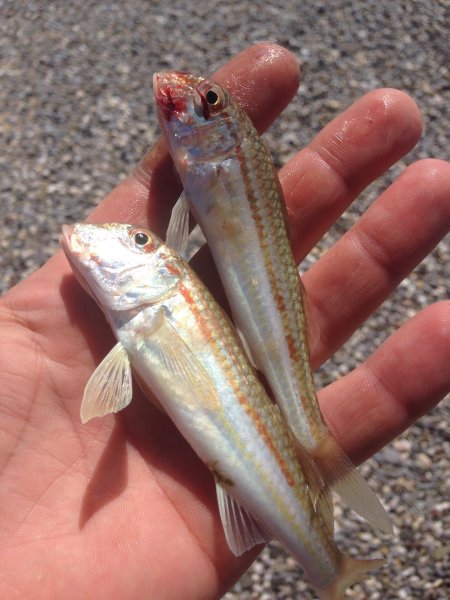 Барабулька рыба Черноморская