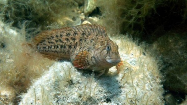 Рыба собака в черном море