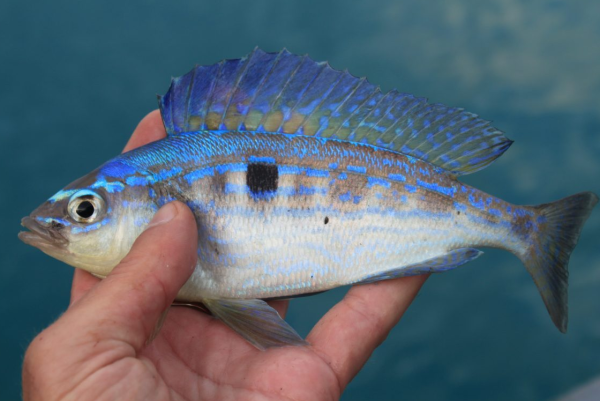 Черноморский окунь смарида