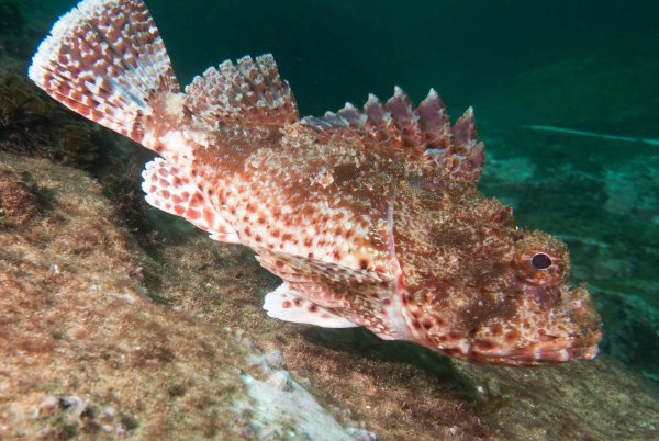 Рыба скорпена Черноморская