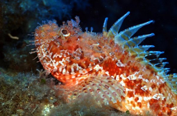 Рыба скорпена Амбона