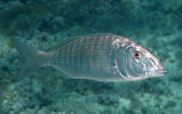 Атлантический Землерой