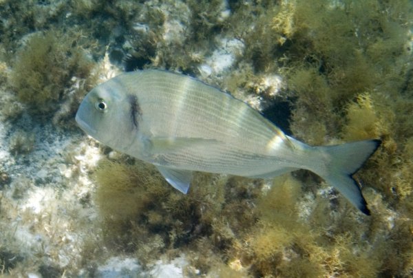 Черноморская дорадо рыба