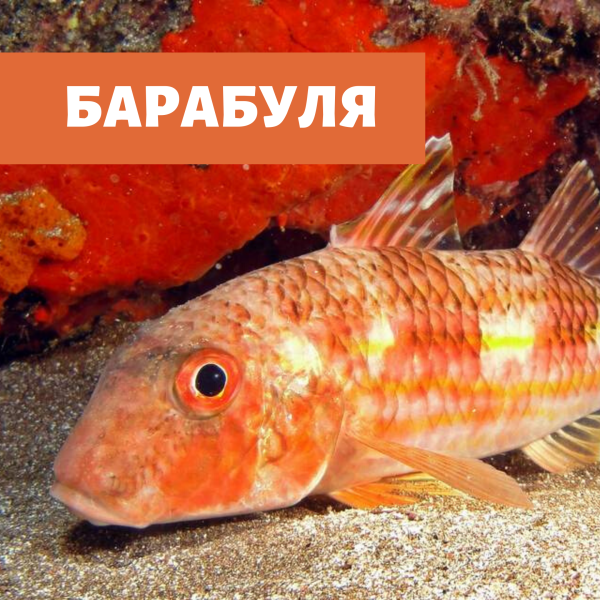 Барабуля султанка