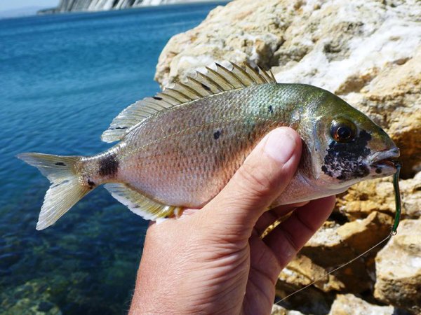 Черноморская скорпена-ёрш