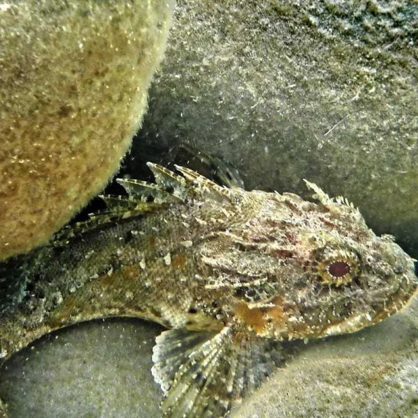 Черноморская рыба султанка