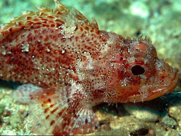 Морской Ерш скорпена Черноморский