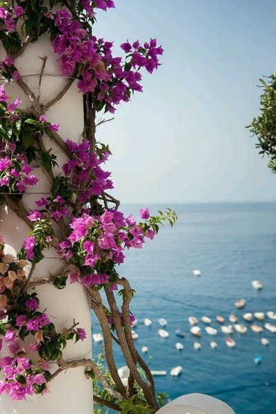 Лето море цветы