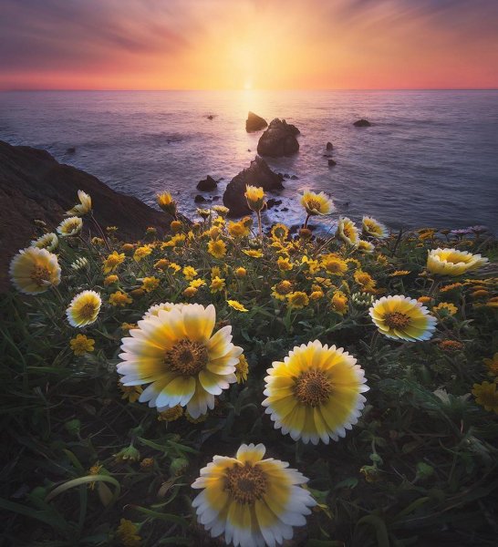 Цветы море солнце