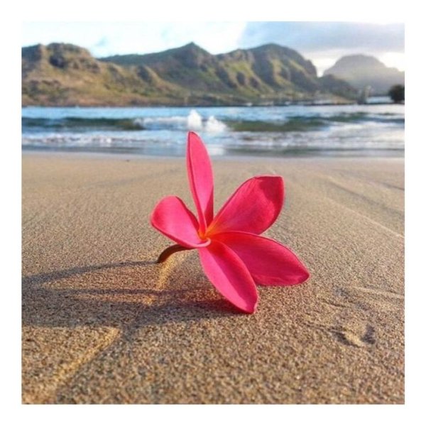 Плюмерия и море