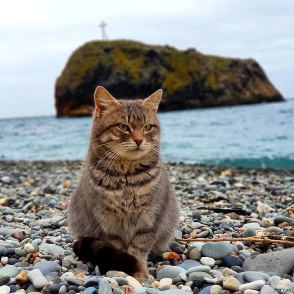 Кот на пляже