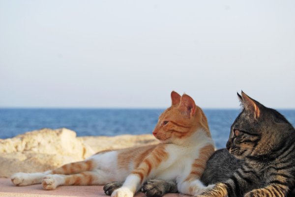 Кошечка на море