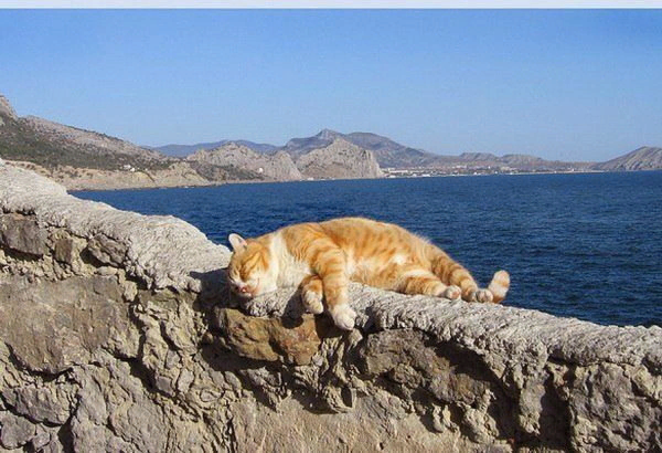 Кошка на берегу моря