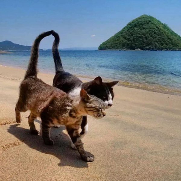 Два кота на море