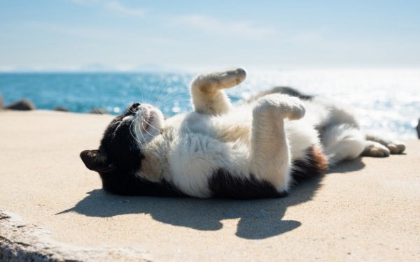 Коты на побережье