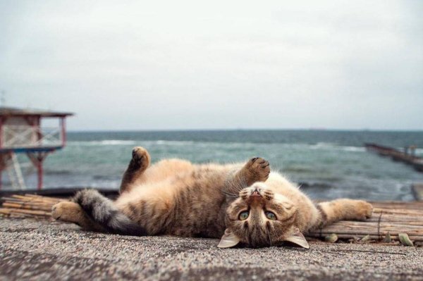 Котик на пляже