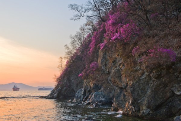 Багульник Владивосток