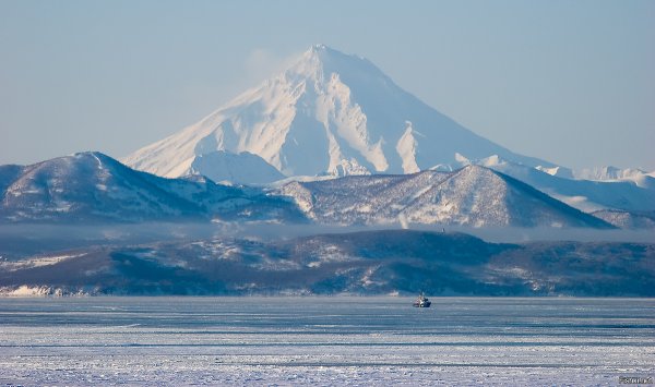 Багульник в Приморье