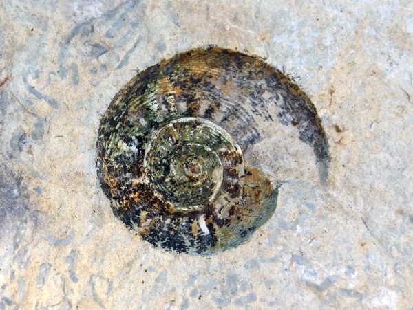 Пермский период море