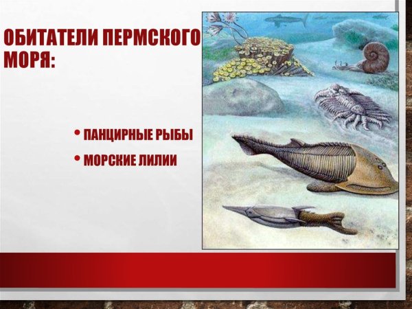 Палеозой Эра Кембрий