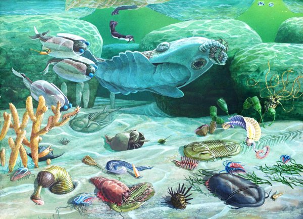 Морская Лилия палеозой