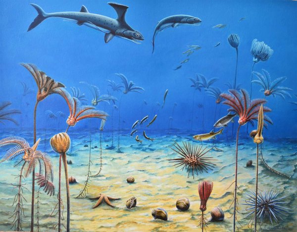 Брахиоподы кембрия