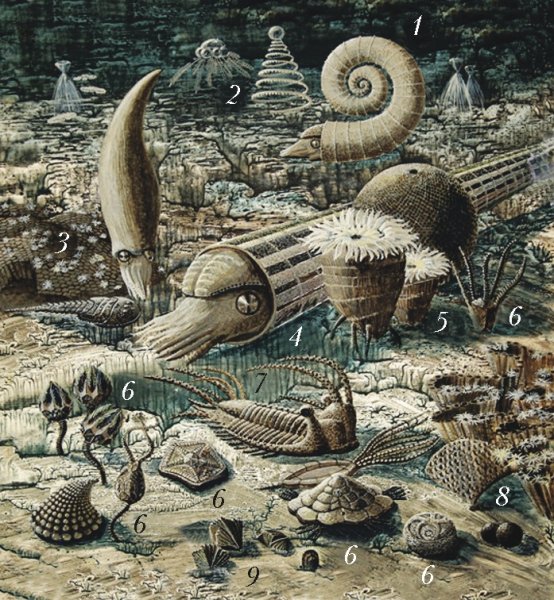 Морские лилии ордовикского периода