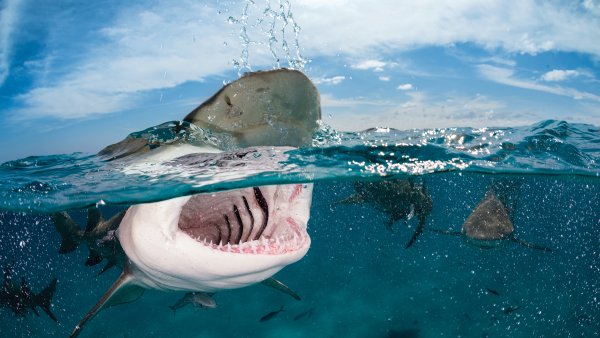 Красное море цветение водорослей