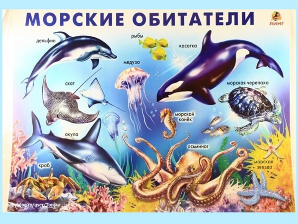 Животные морей и океанов для детей