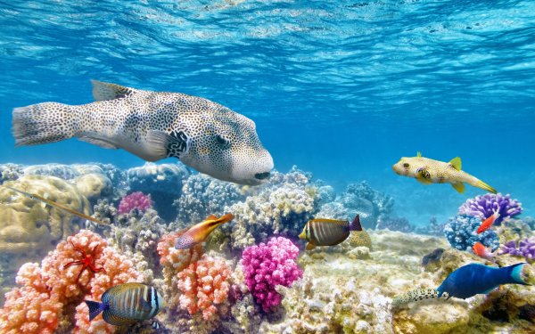 Галапагосский морской Лев