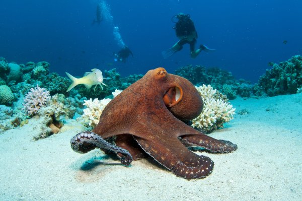 Риф Лагуна Шарм Эль Шейх