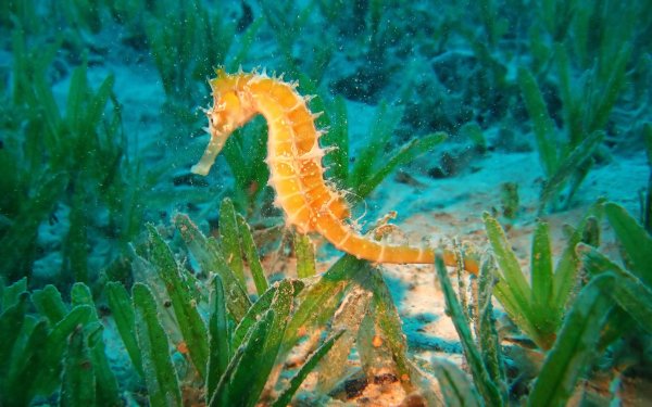 Морские рыбы Скат